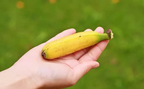 Banan: ile ma kalorii i czy tuczy? Paulina Witkowska wyjaśnia!